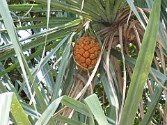 CairnsTC063 Centenary Lakes